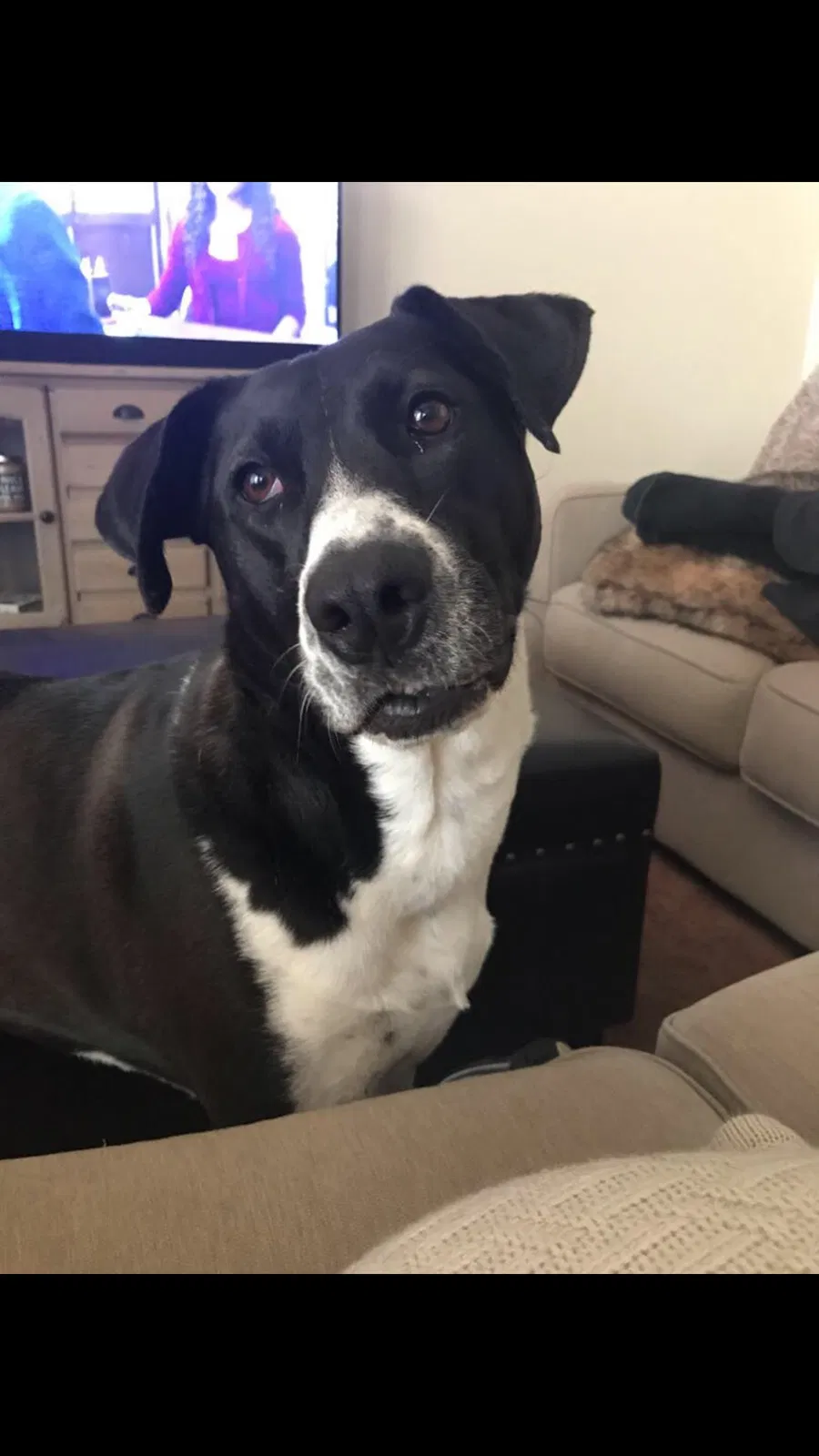 Lost dog in Albuquerque, NM, 87112