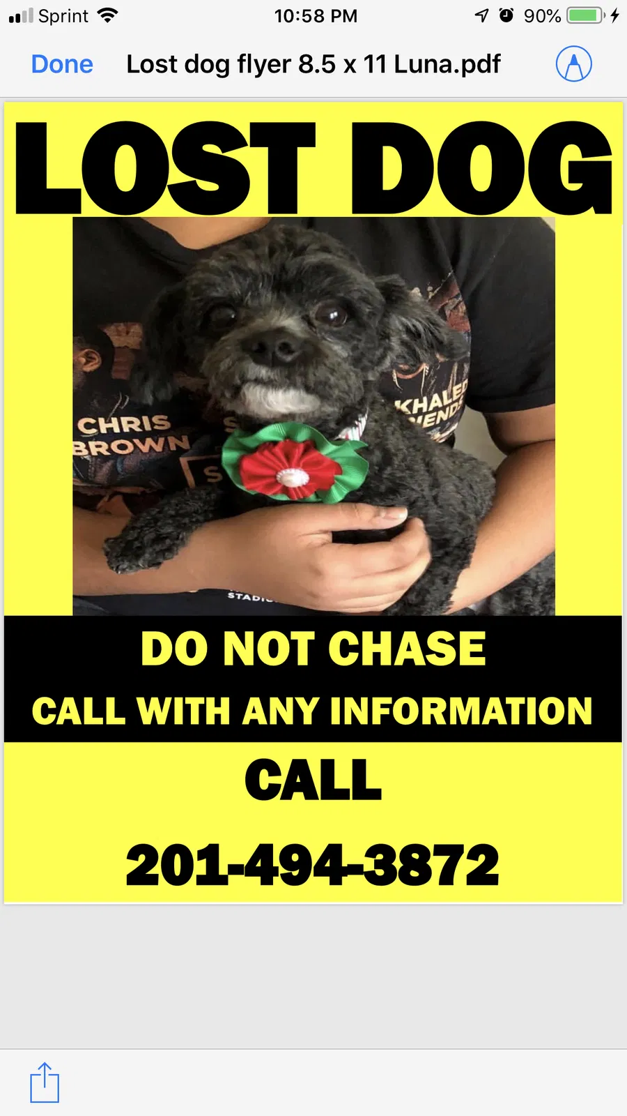 Lost dog in Hackensack, NJ, 7601