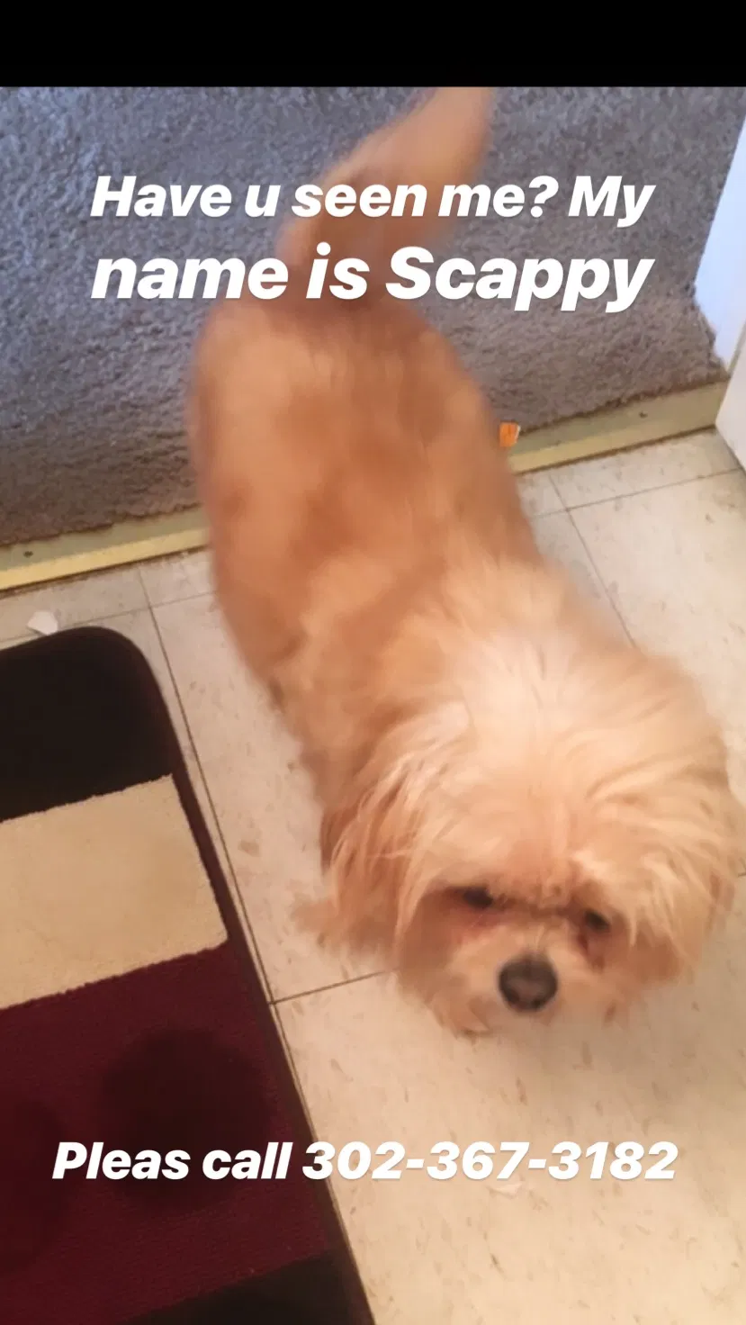 Lost dog in Wilmington, DE, 19802