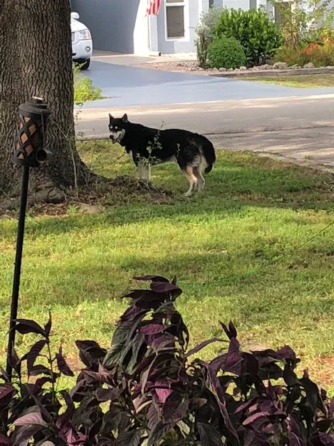 Lost dog in Bonita Springs, FL, 34135