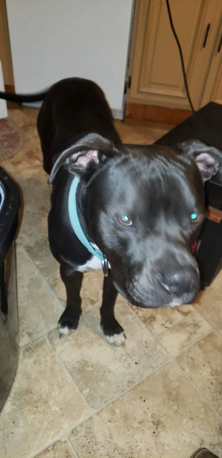 Lost dog in Osyka, MS, 39657