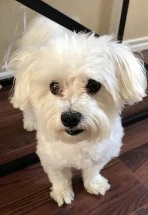 Lost dog in San Antonio, TX, 78233