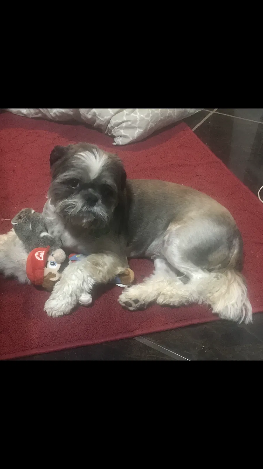Lost dog in Albuquerque, NM, 87105