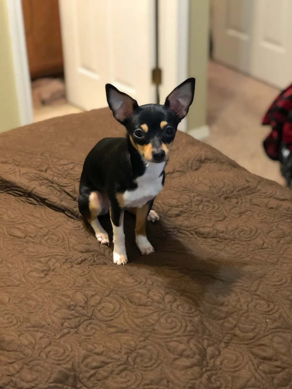 Lost dog in Richburg, SC, 29729