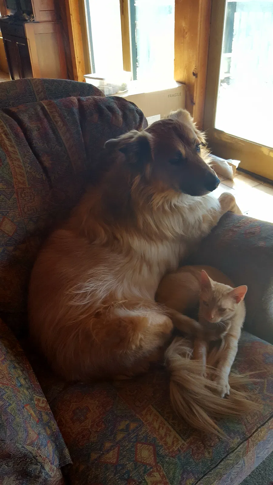 Lost dog in Laurel, IN, 47024