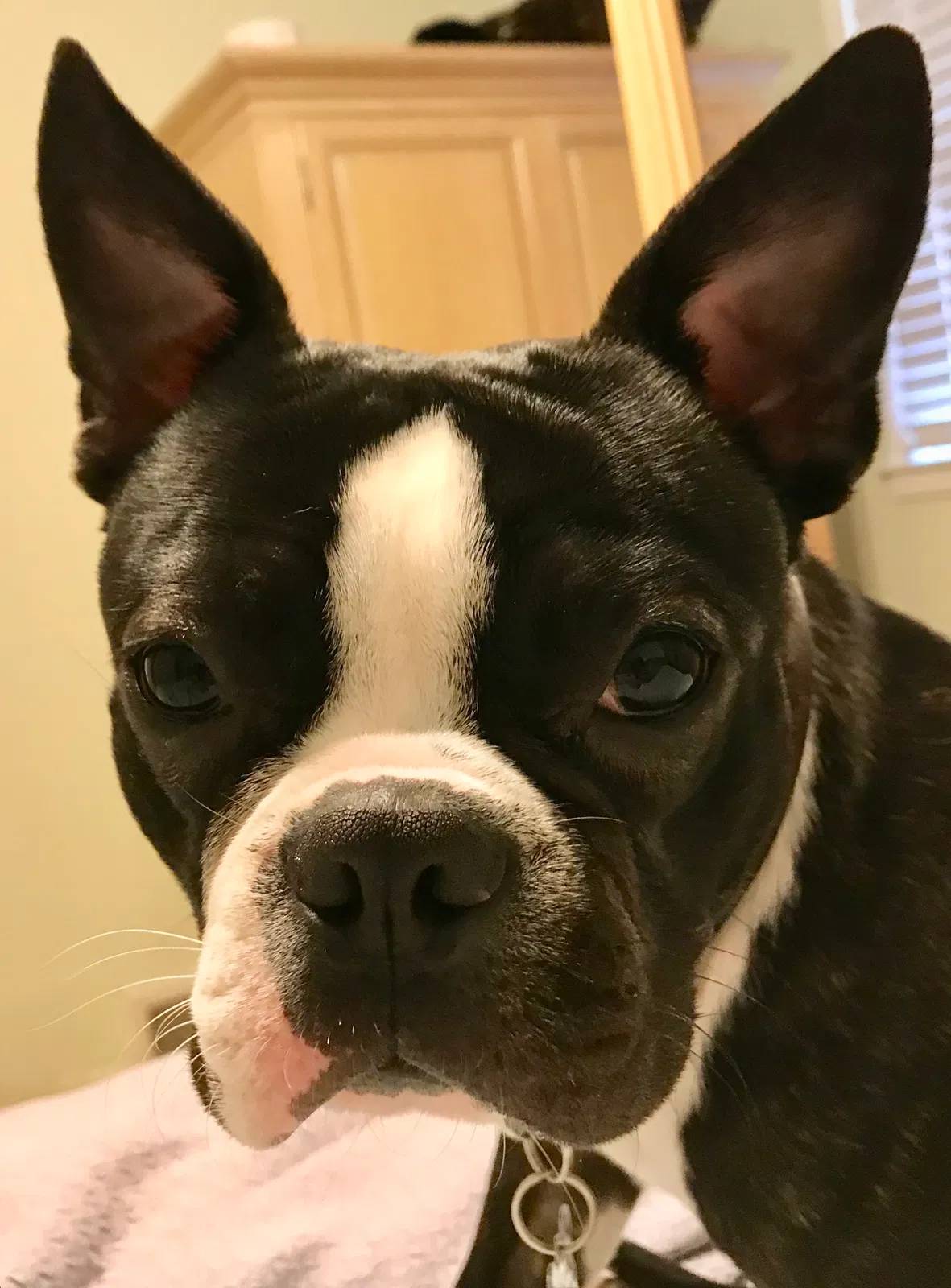 Lost dog in Savannah, GA, 31404