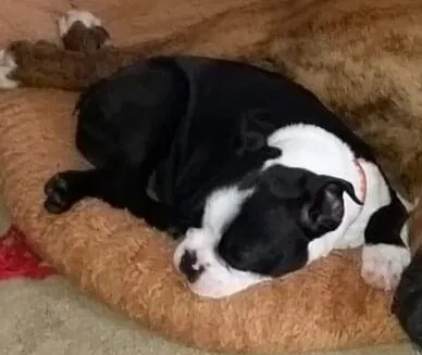 Lost dog in Leesville, SC, 29070