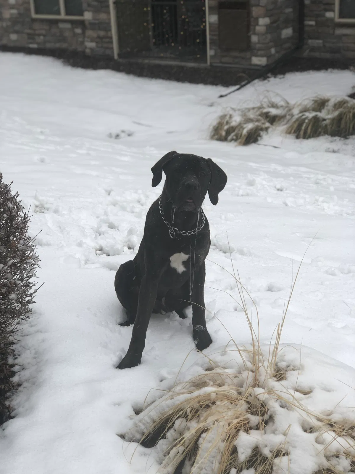 Lost dog in Aurora, CO, 80016