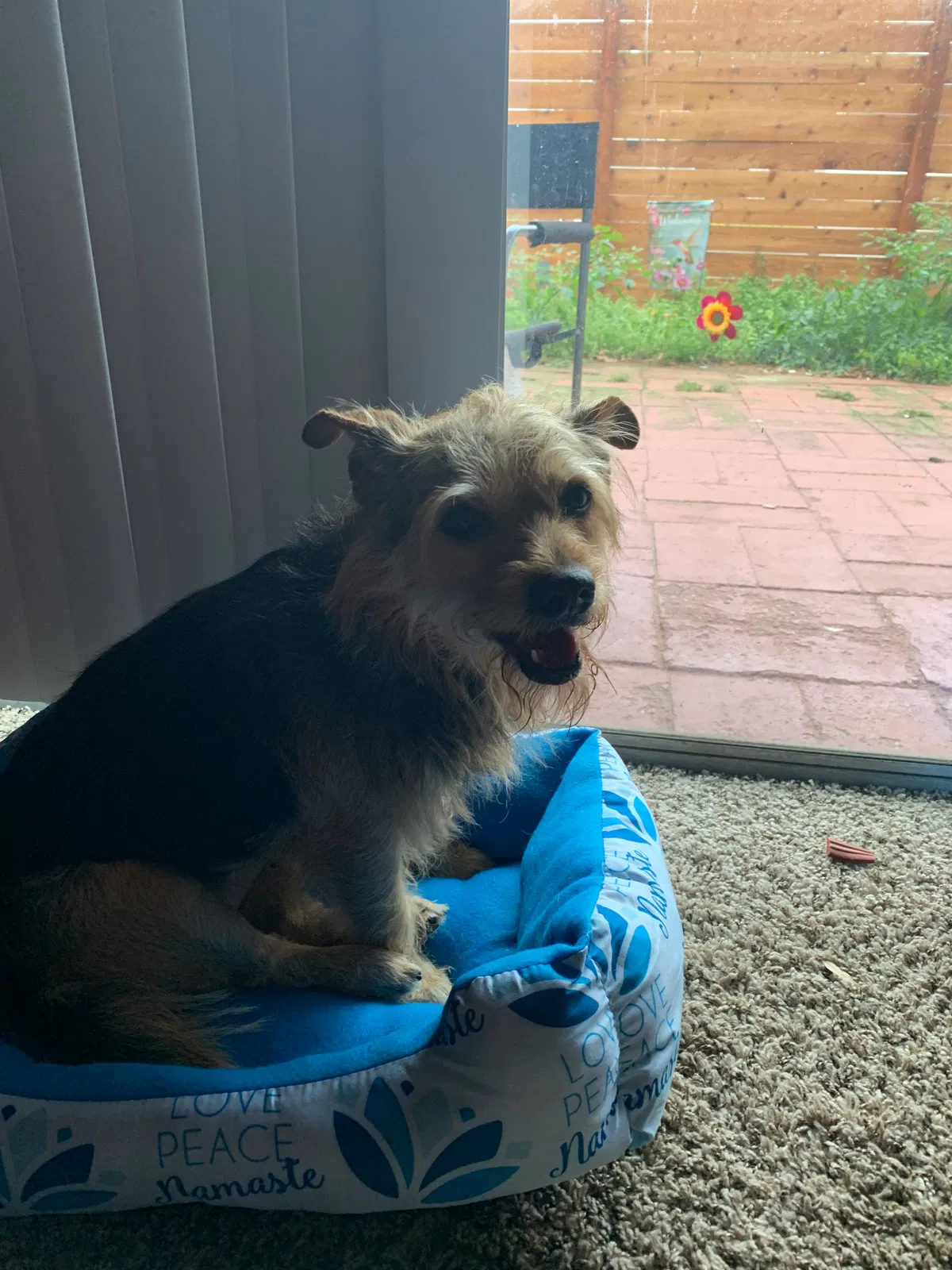 Lost dog in Orlando, FL, 32839