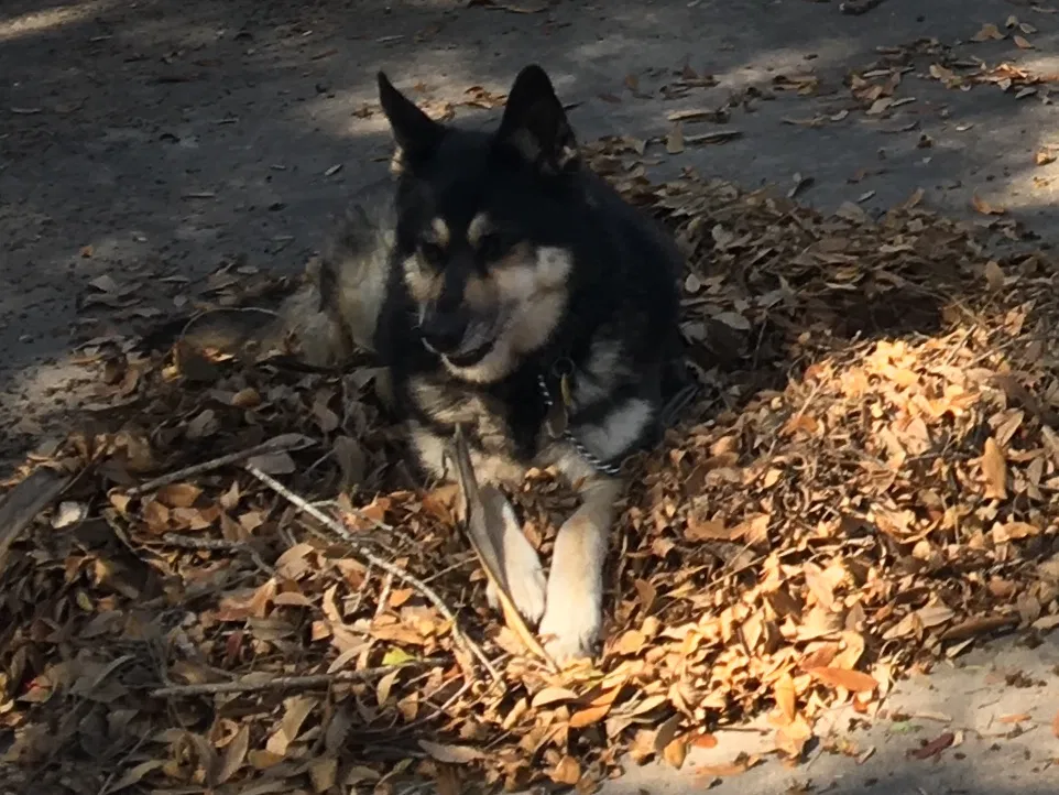 Lost dog in Harlingen, TX, 78550