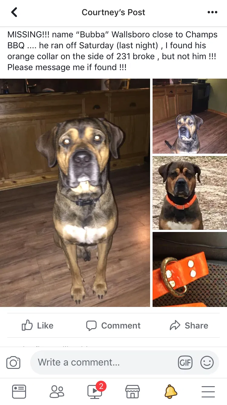 Lost dog in Wetumpka, AL, 36092