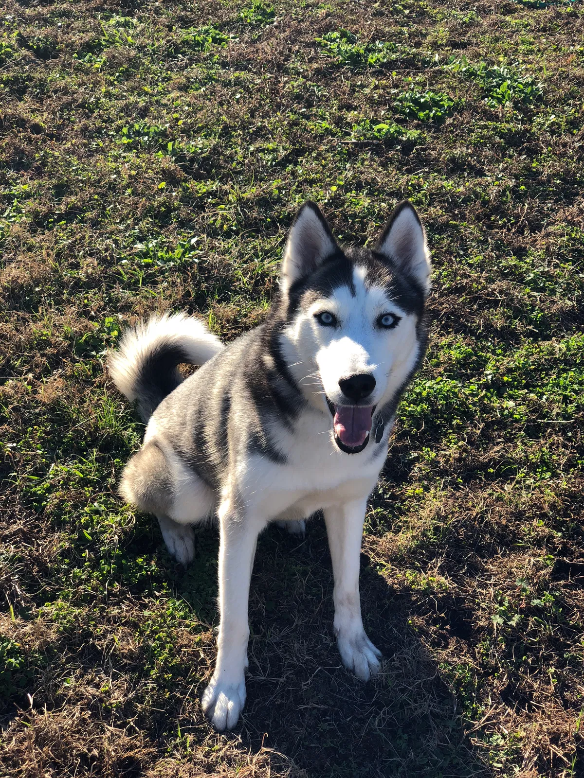 Lost dog in Hinesville, GA, 31313