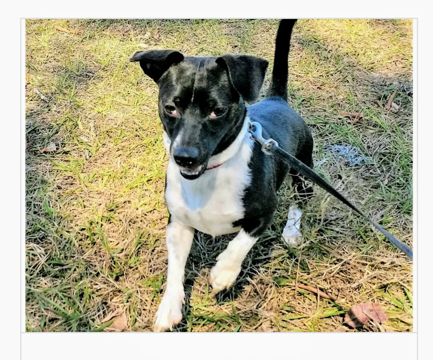 Lost dog in Tavares, FL, 32778