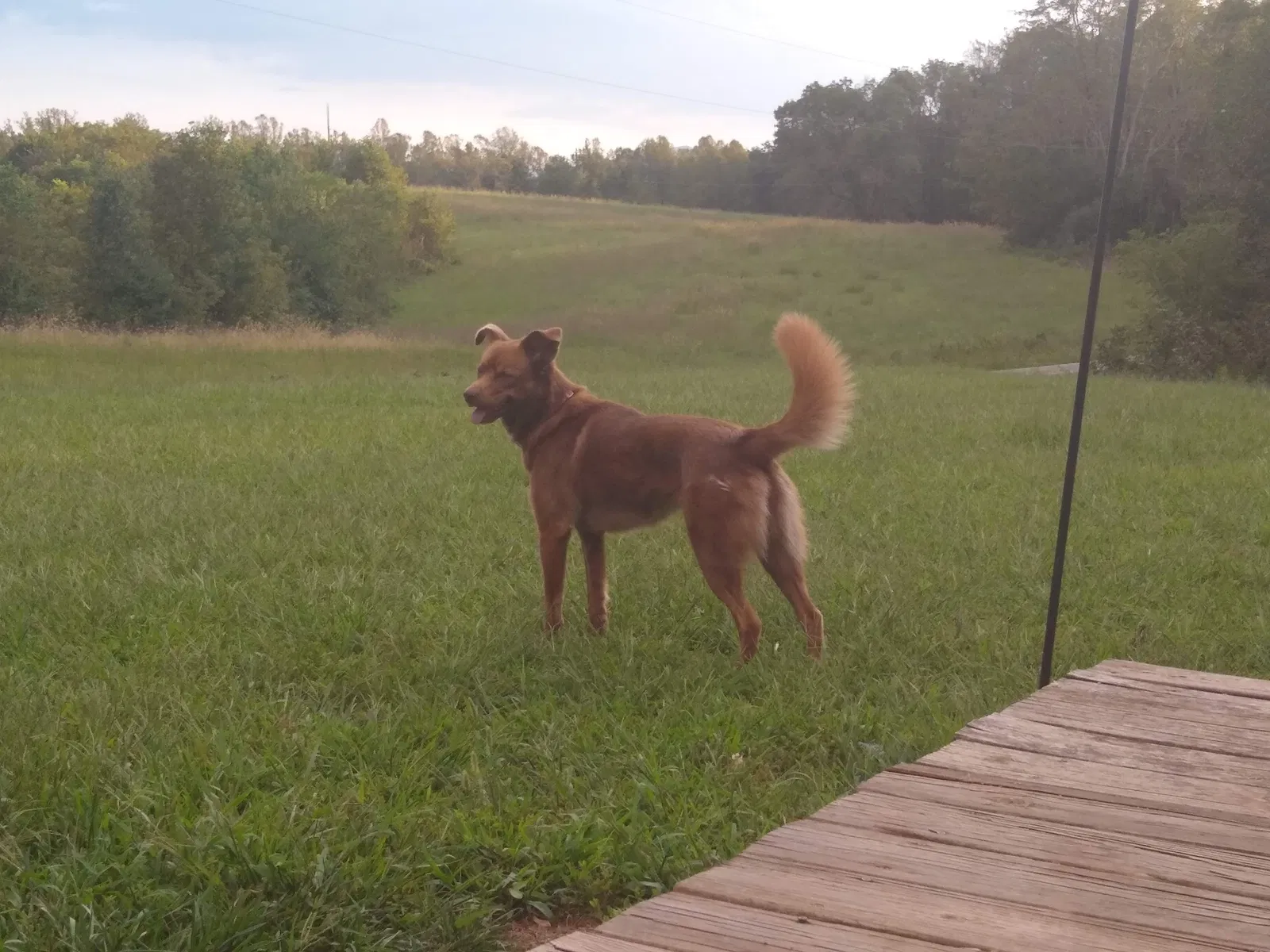 Lost dog in Danbury, NC, 27016