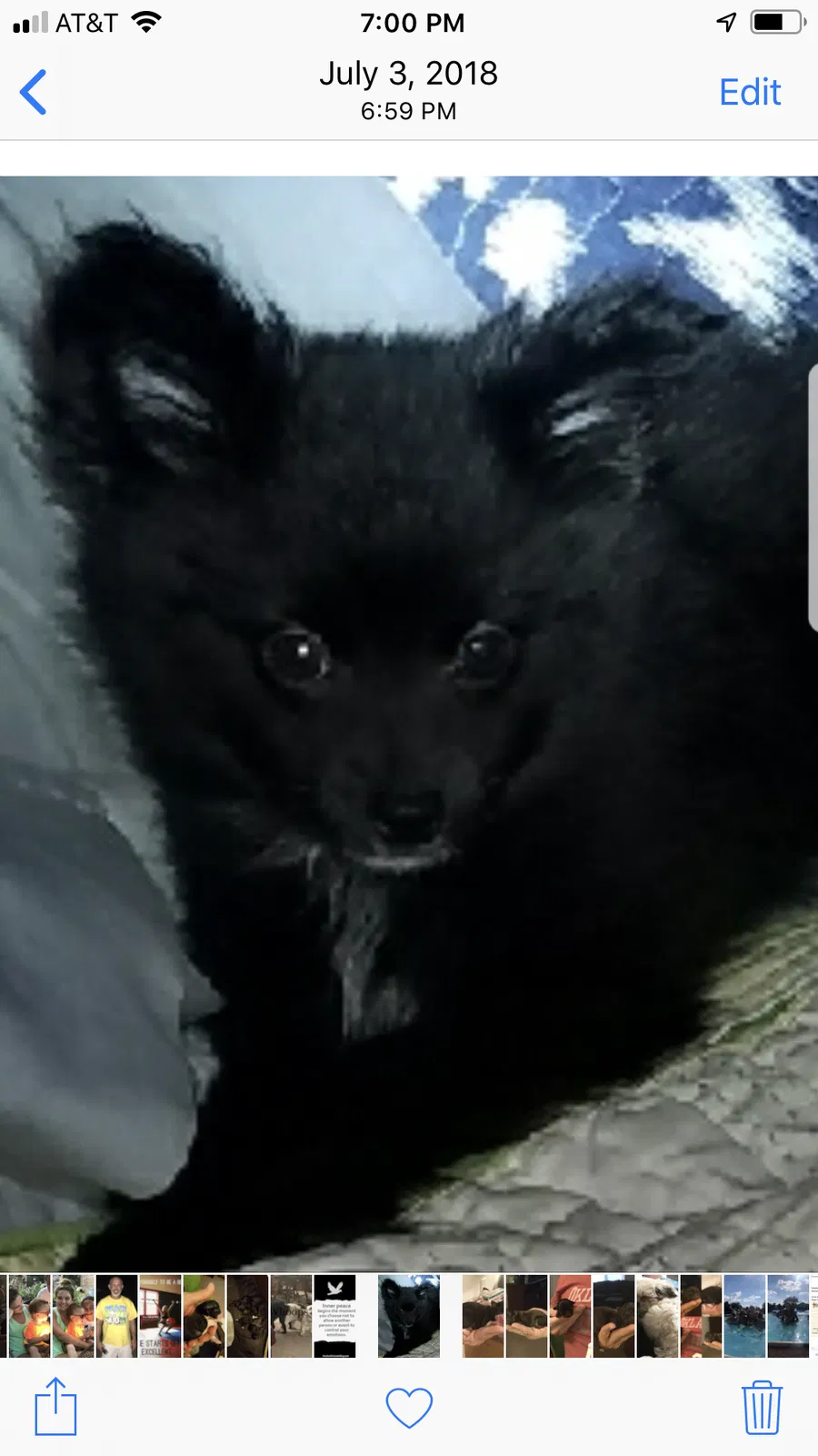 Lost dog in Fort Gibson, OK, 74434