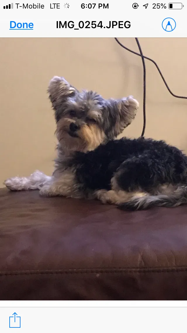 Lost dog in Charlotte, NC, 28262