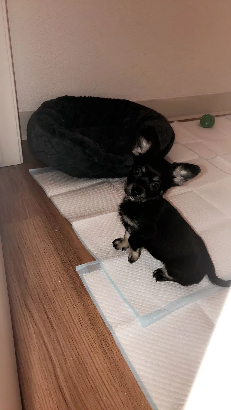 Lost dog in Wahiawa, HI, 96786