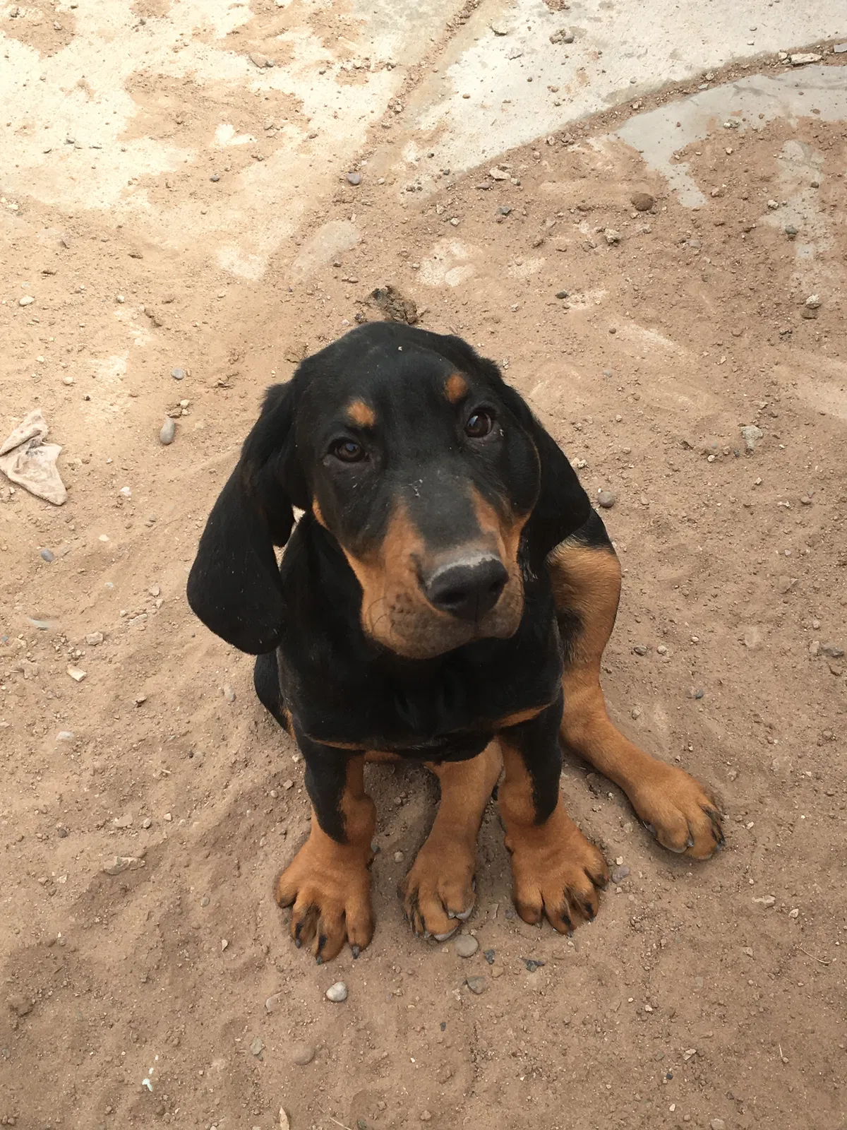 Lost dog in Albuquerque, NM, 87105