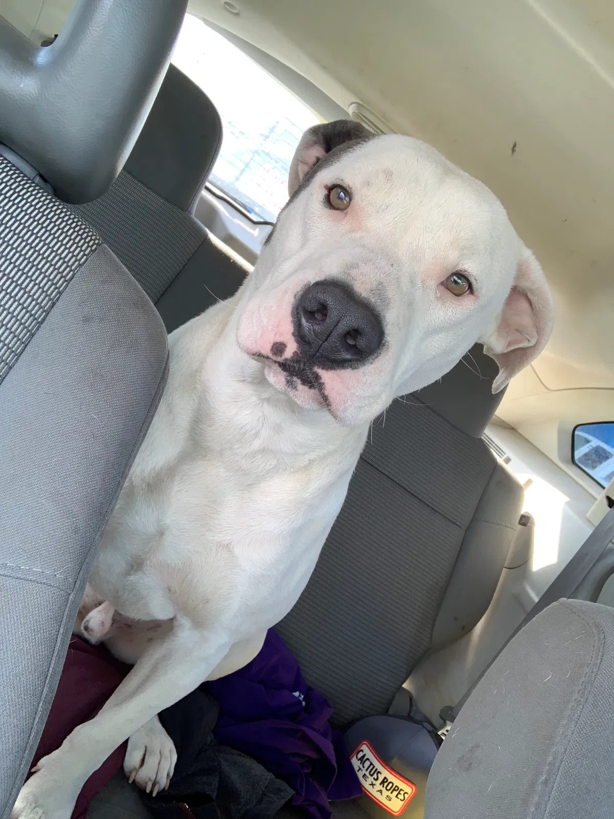 Lost dog in Chandler, TX, 75758