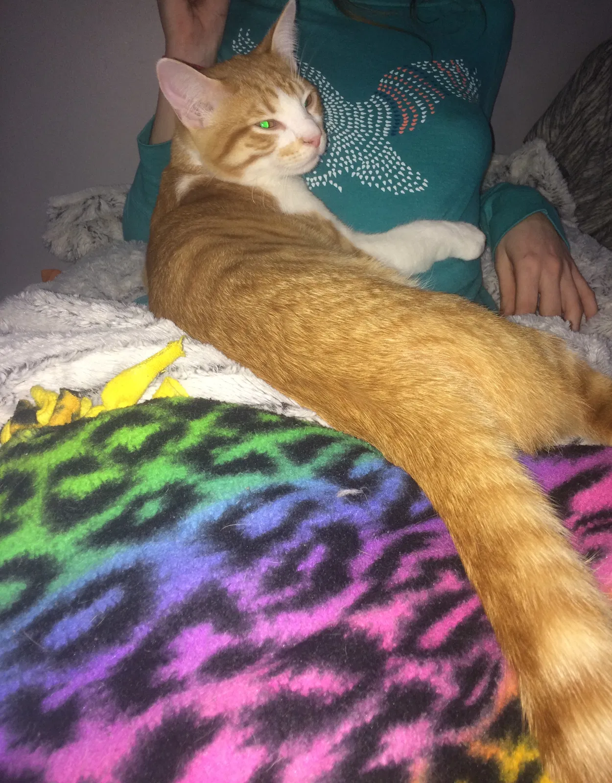 Lost cat in Greensburg, IN, 47240