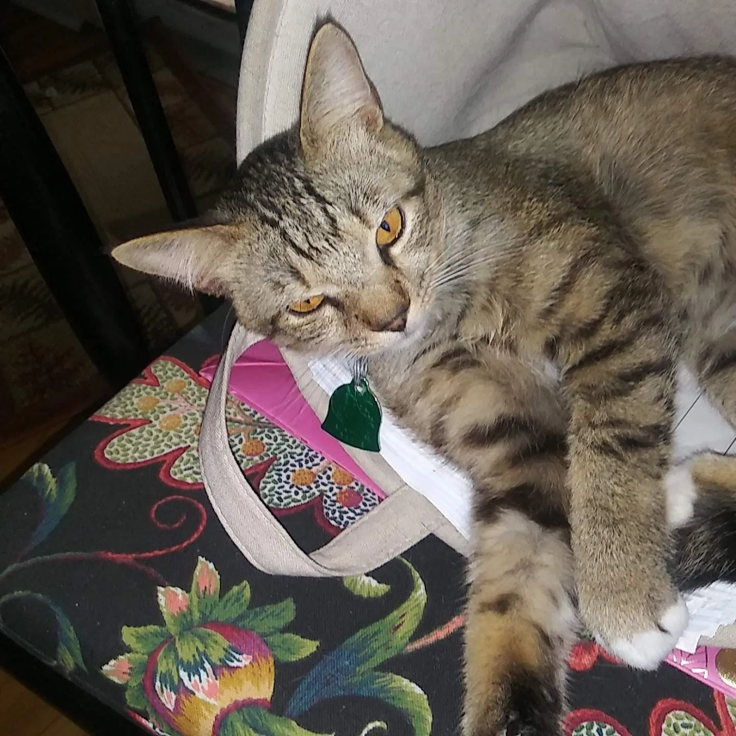 Lost cat in Orlando, FL, 32806