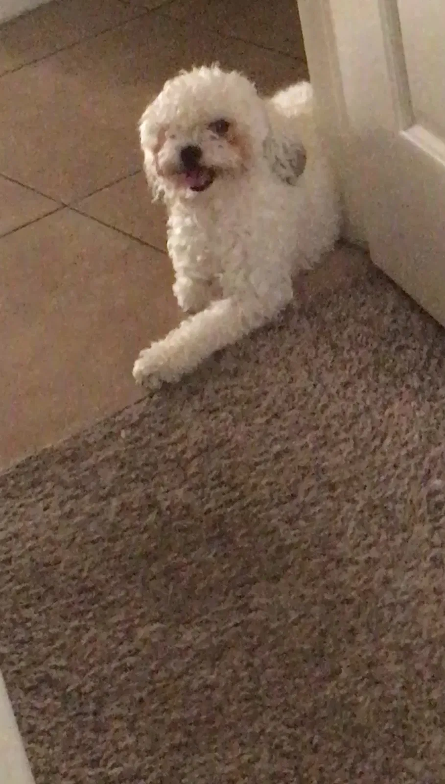 Lost dog in Bakersfield, CA, 93312