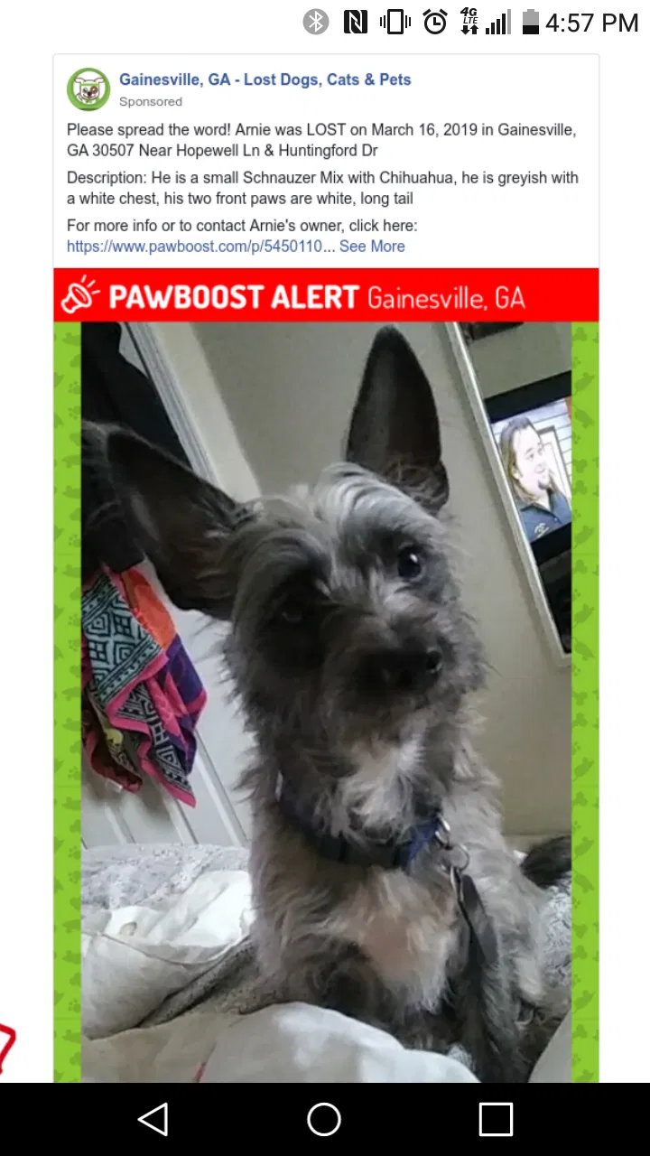 Lost dog in Gainesville, GA, 30507