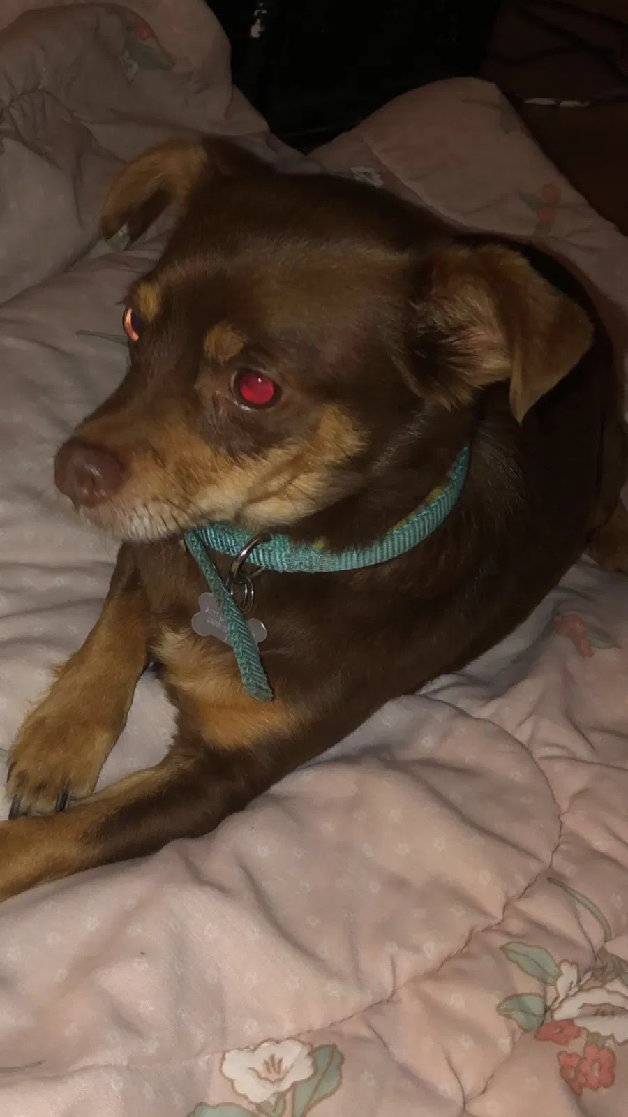 Lost dog in Elk Grove, CA, 95624