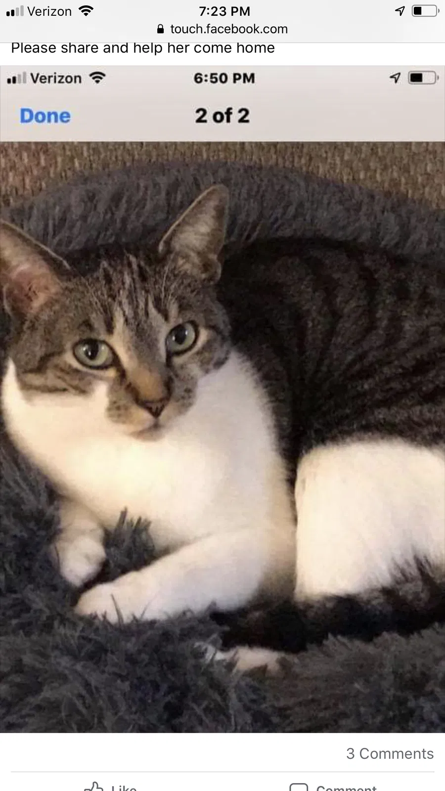 Lost cat in Santa Rosa, CA, 95407