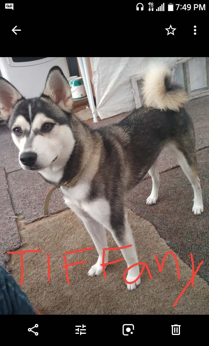 Lost dog in San Diego, CA, 92113