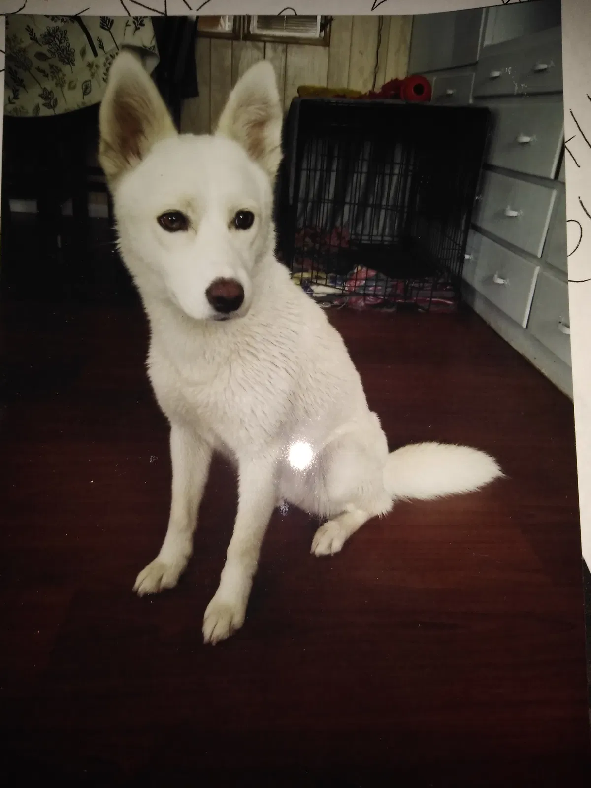 Lost dog in Norwalk, CA, 90650