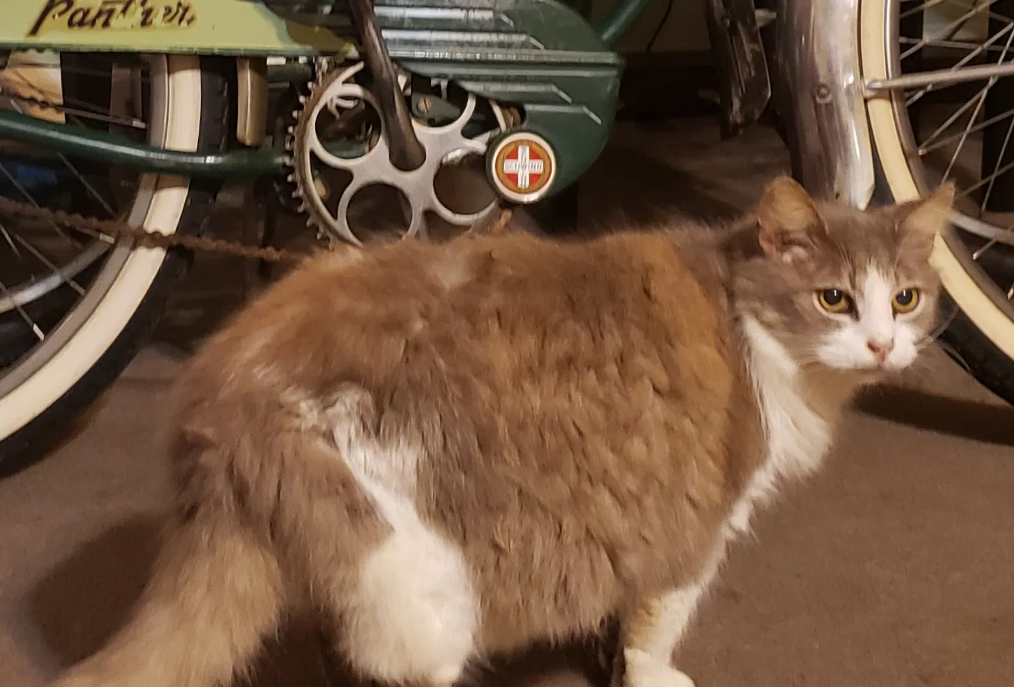 Lost cat in Pensacola, FL, 32514