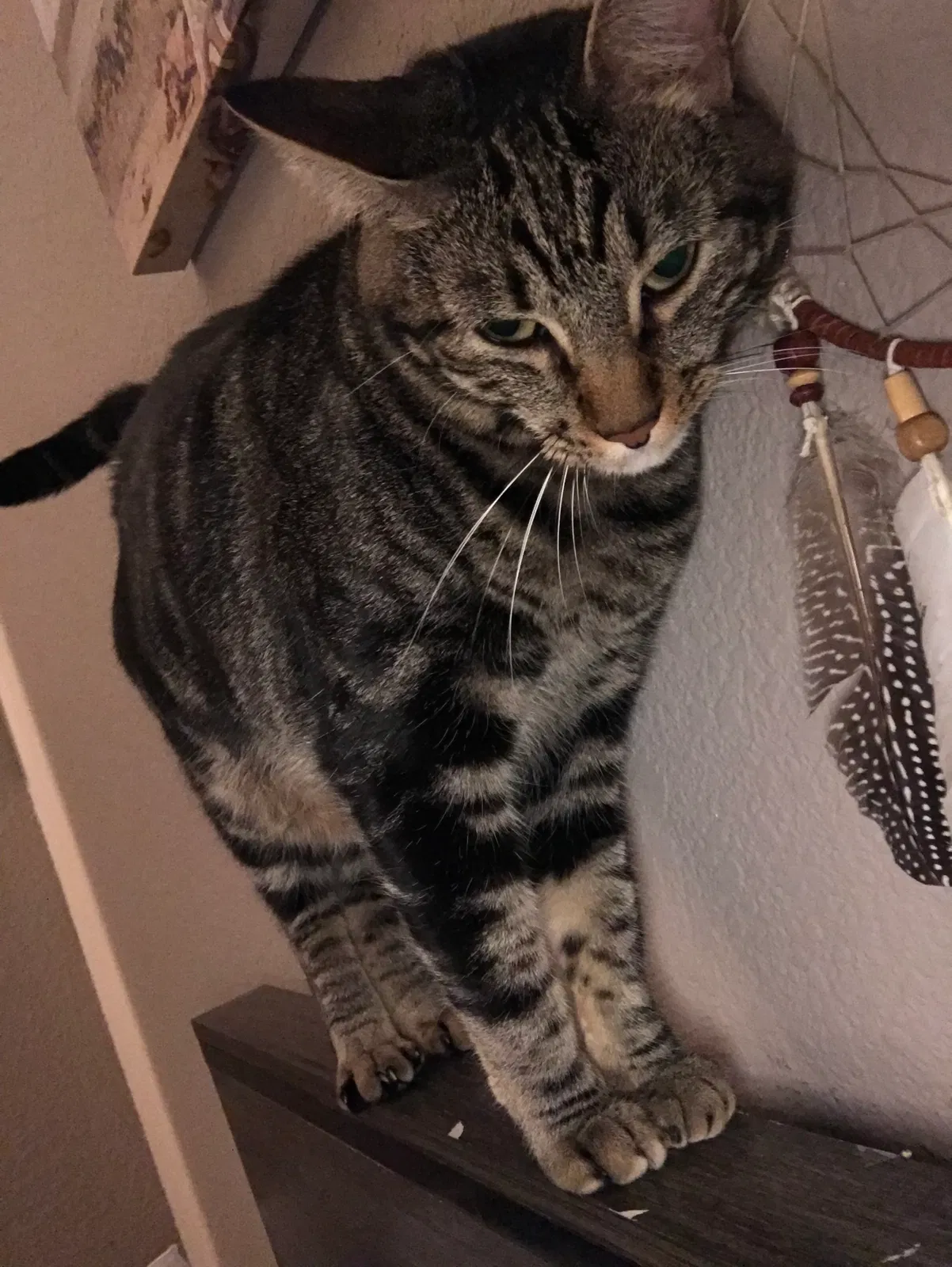Lost cat in Walnut Creek, CA, 94597