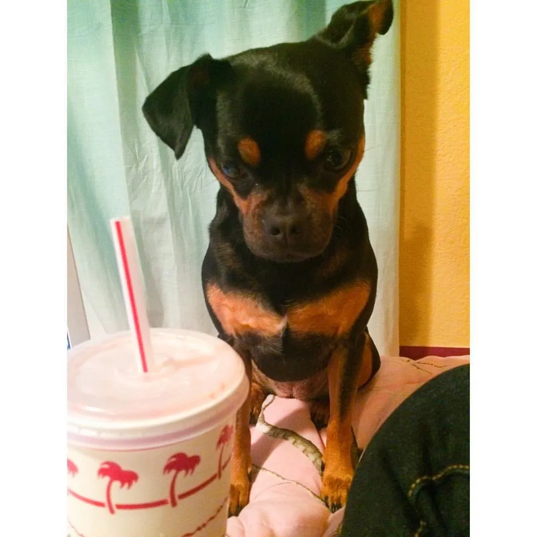 Lost dog in Martinez, CA, 94553