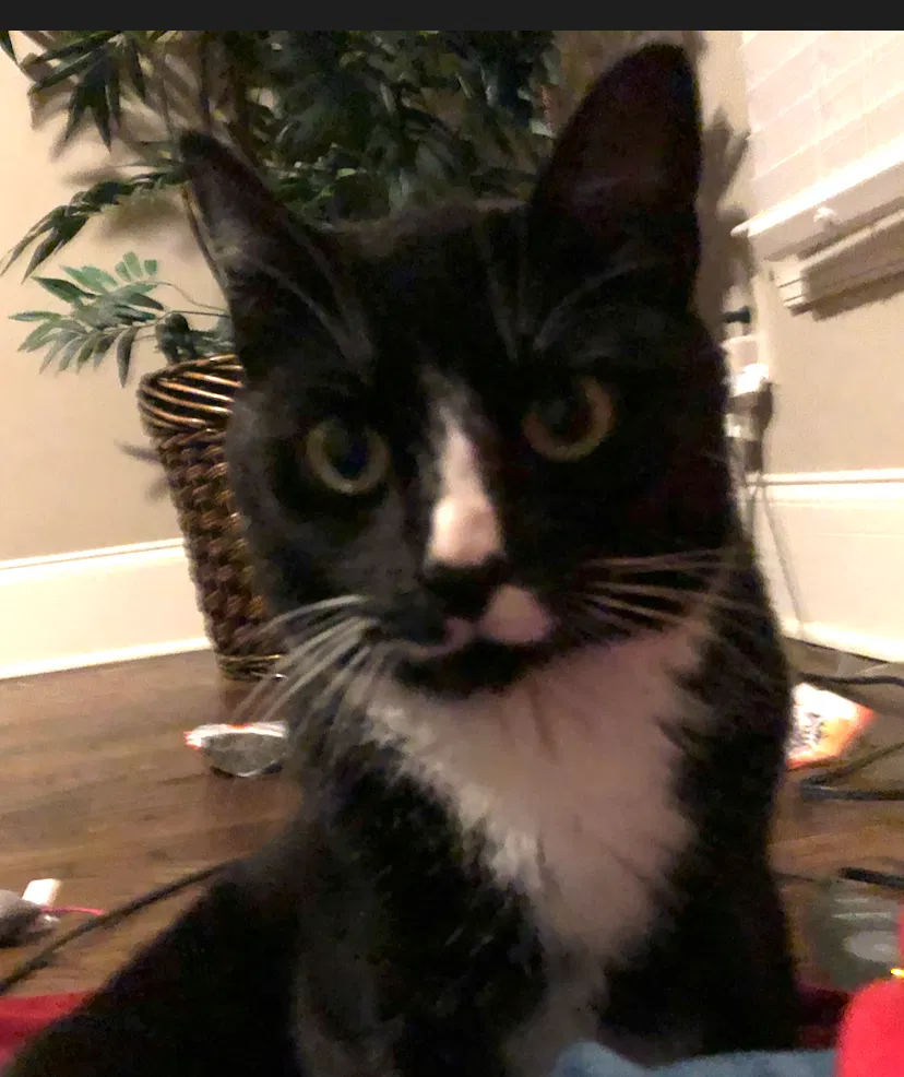 Found cat in Hoschton, GA, 30548