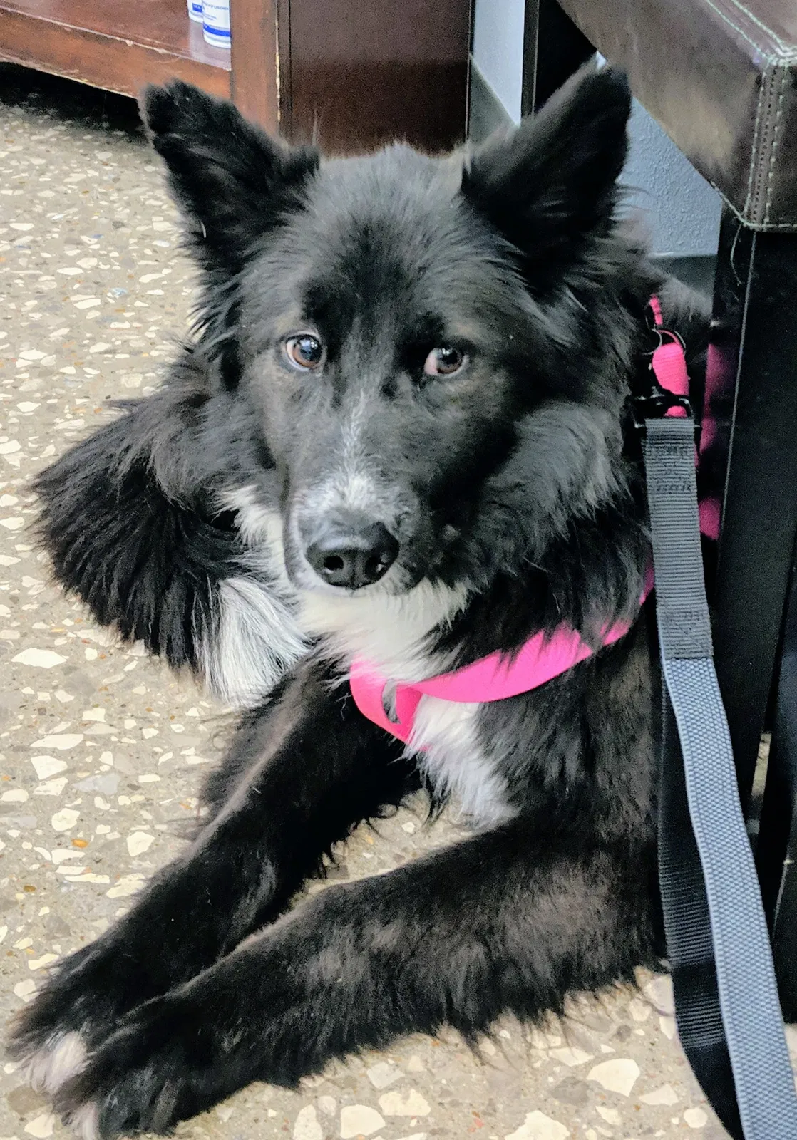 Lost dog in Bella Vista, AR, 72714