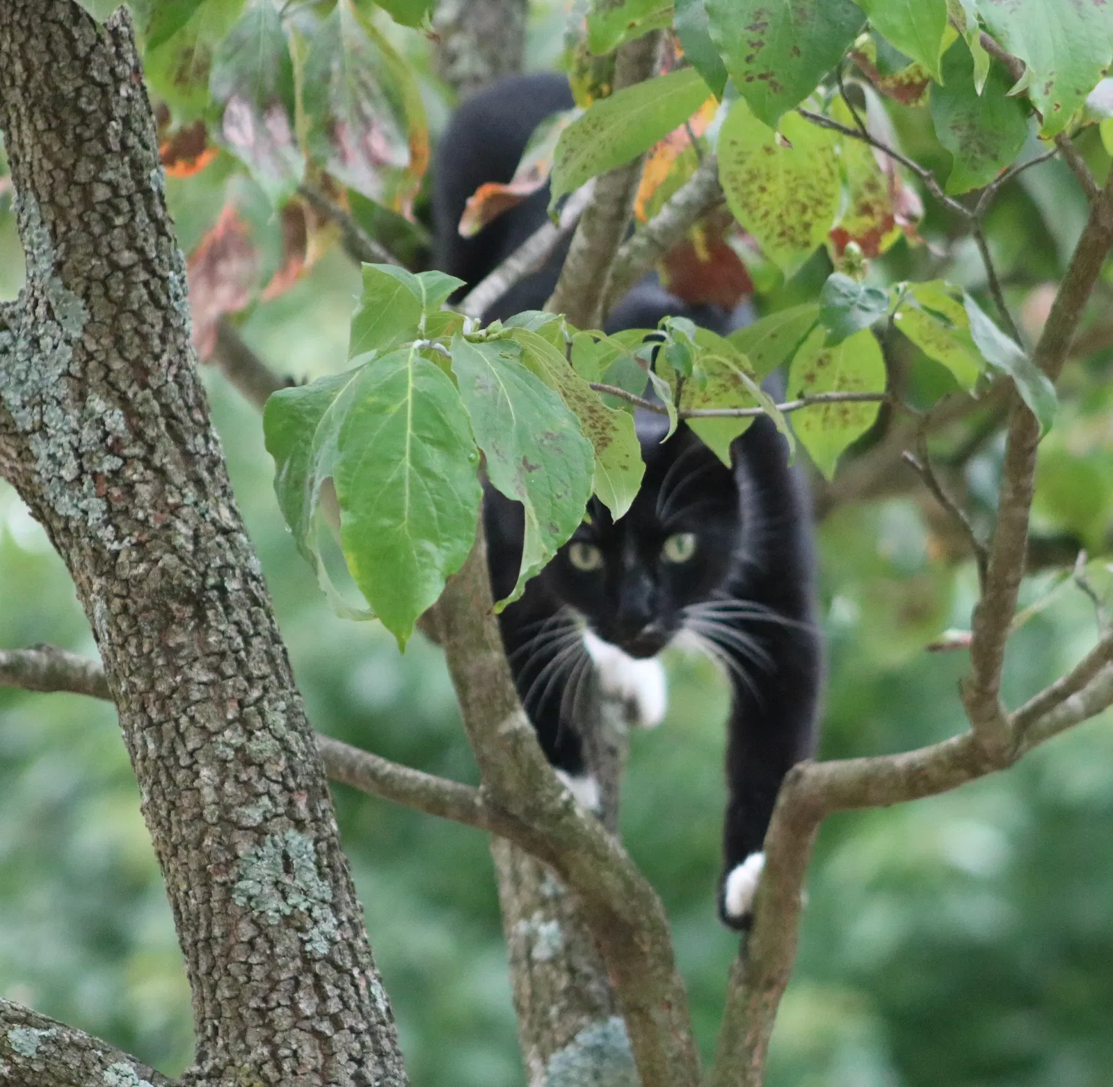 Lost cat in Carlisle, PA, 17013