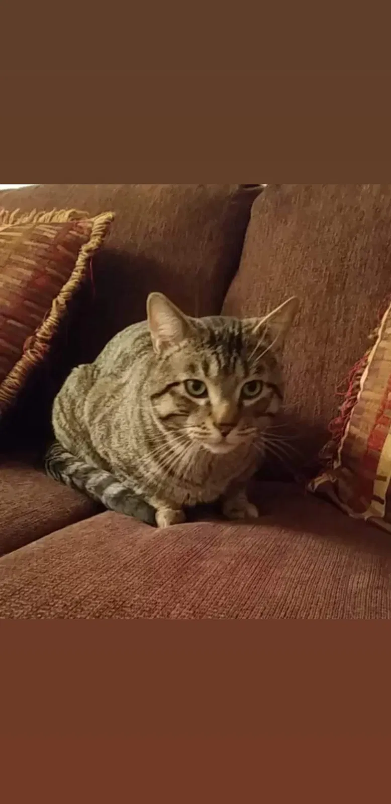Lost cat in Unknown, CA, 0