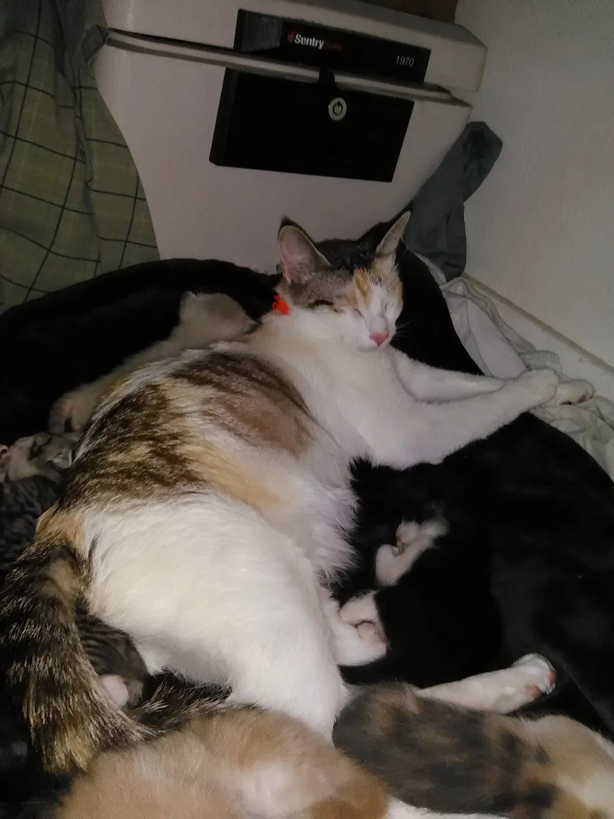 Lost cat in Tacoma, WA, 98408
