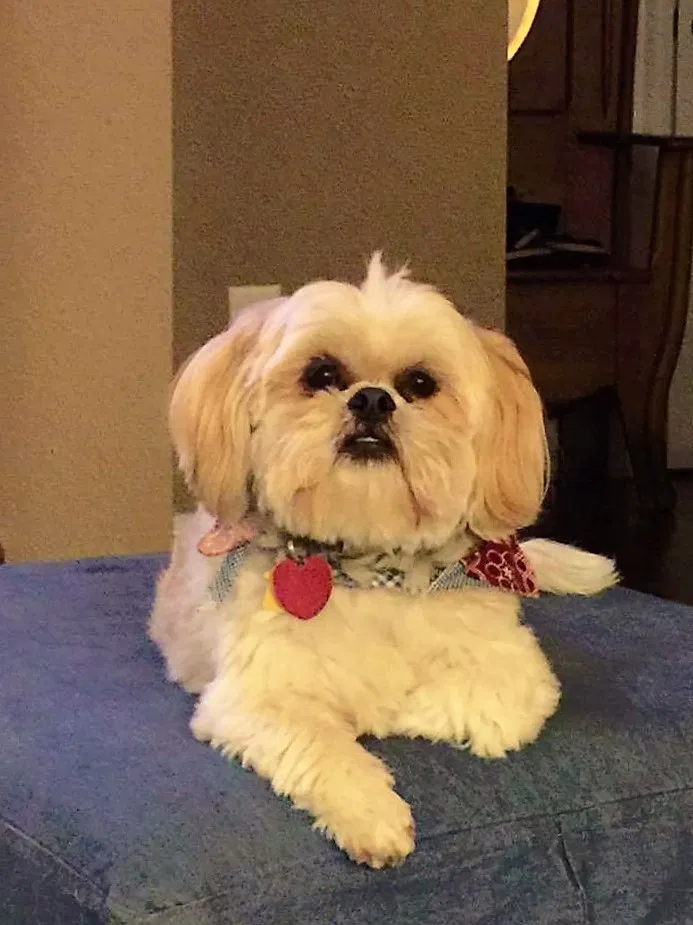 Lost dog in Sanford, NC, 27330
