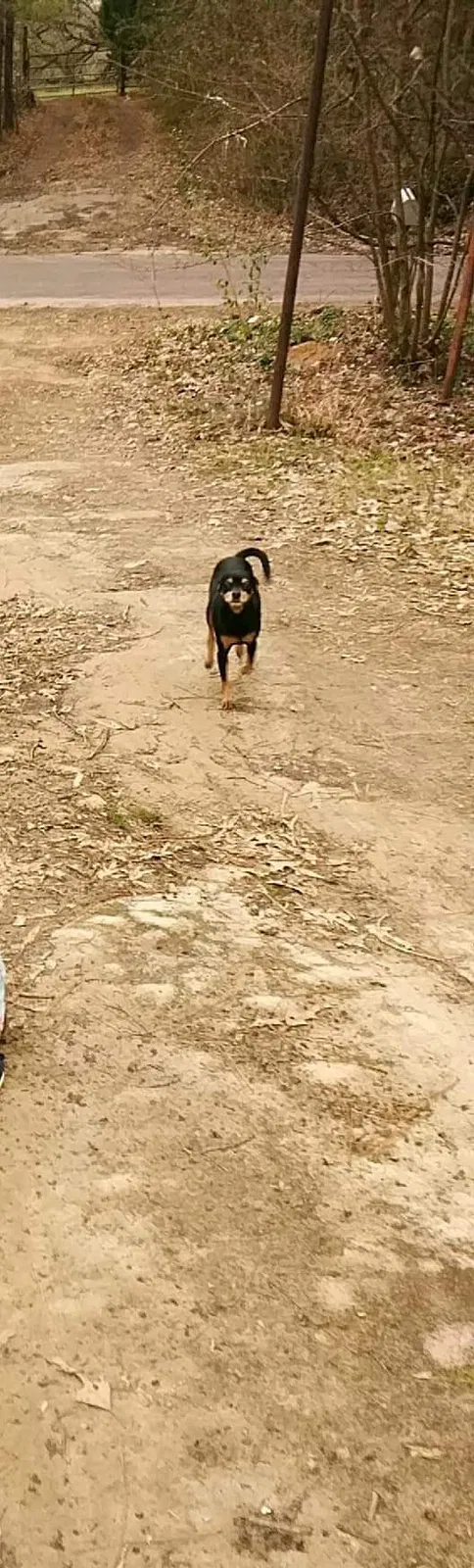 Lost dog in Hallsville, TX, 75650
