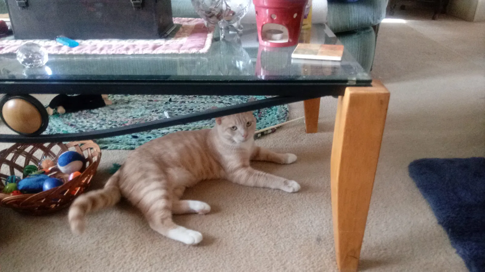 Lost cat in Garrettsville, OH, 44231