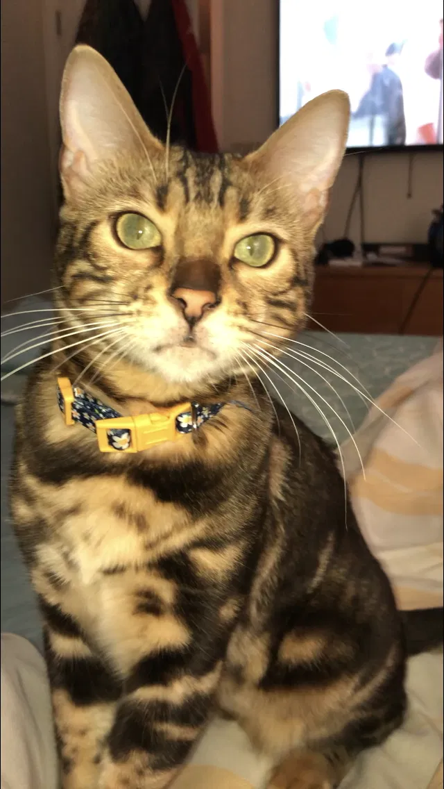Lost cat in Franklin, IN, 46131
