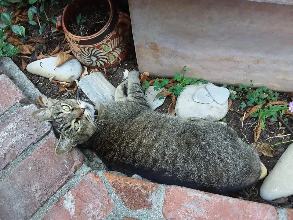 Lost cat in Irvine, CA, 92604