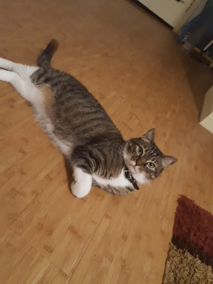 Lost cat in Corpus Christi, TX, 78411