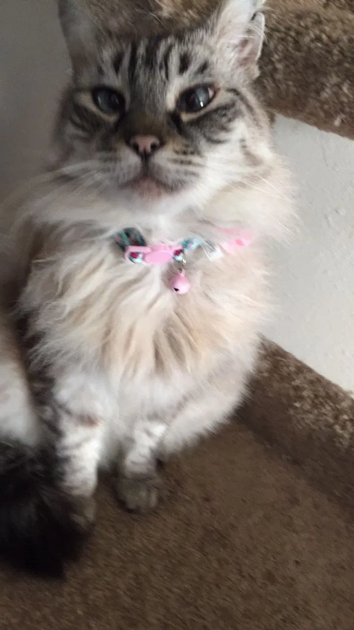 Lost cat in Vancouver, WA, 98682
