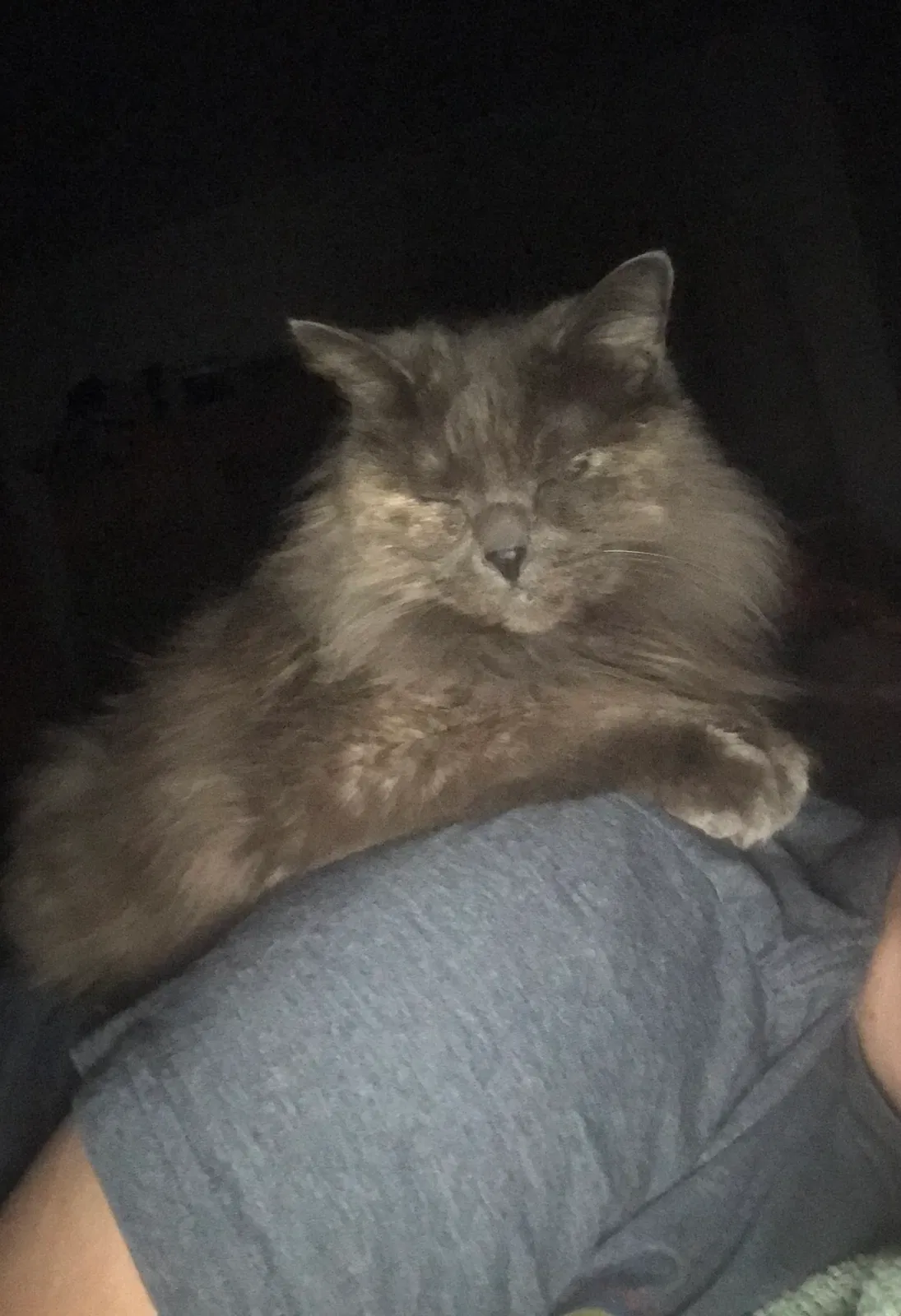 Lost cat in Union, KY, 41091