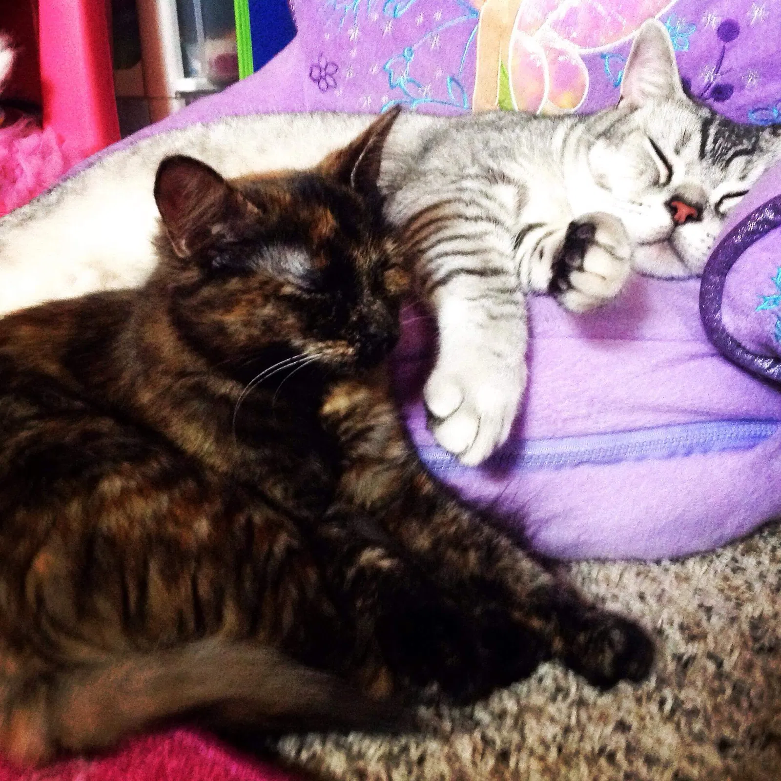 Lost cat in Lapeer, MI, 48446