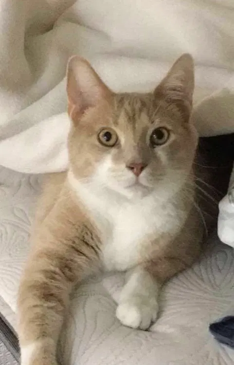 Lost cat in Midway Park, NC, 28544