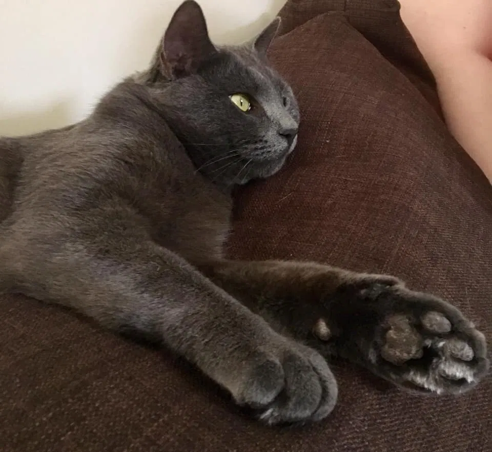 Lost cat in Mount Pleasant, MI, 48858